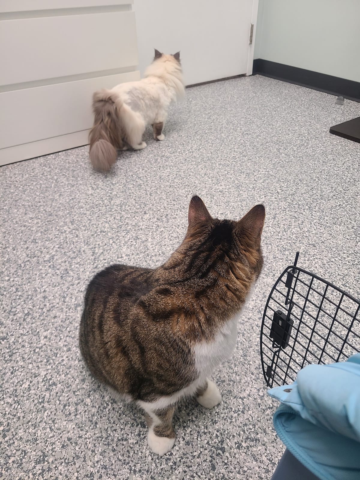 Two cats exploring one of the hospital's exam rooms