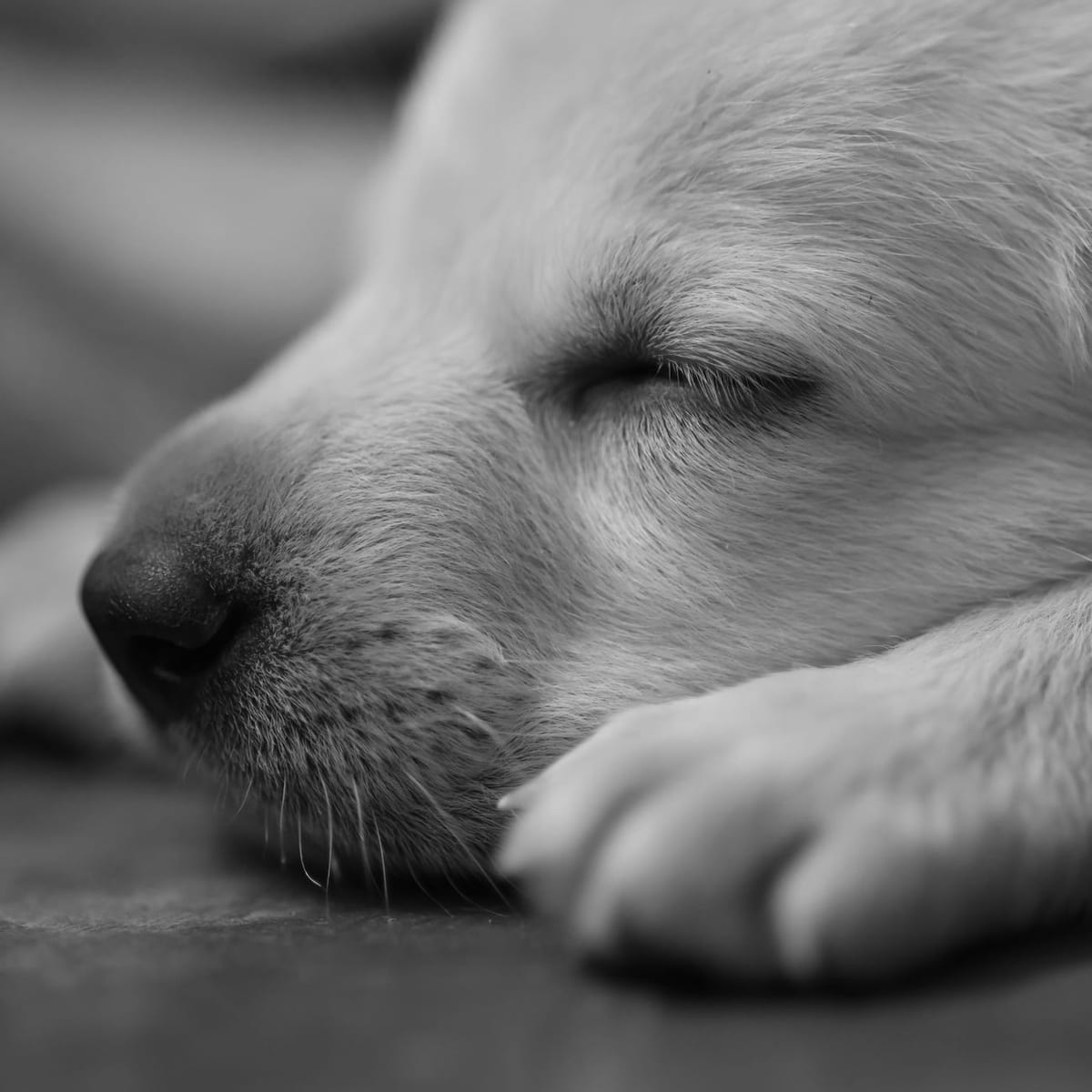 A sleeping puppy resting its head on its paw