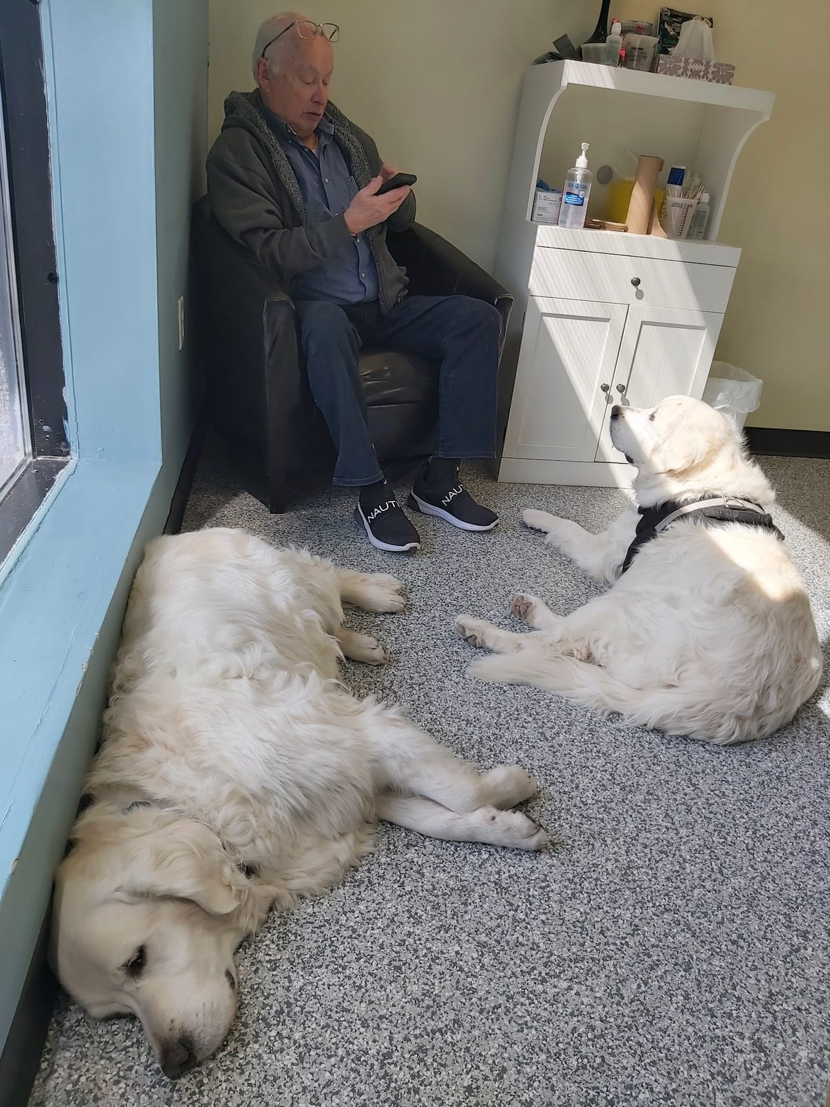 Two golden retrievers waiting with their owner in the hospital's exam room